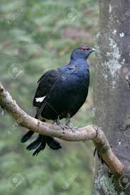 Image result for Tetrao tetrix