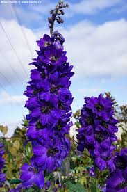 Attēlu rezultāti vaicājumam “Delphinium elatum”