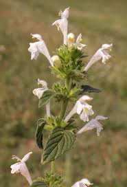 Image result for Galeopsis segetum