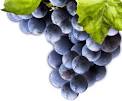 Concord Grape Science Center. Health Benefits, Nutrition, Resources