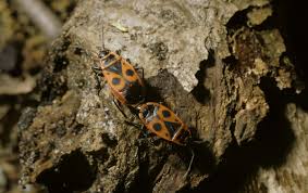 Attēlu rezultāti vaicājumam “Pyrrhocoris apterus nymph”