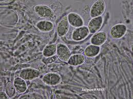 Attēlu rezultāti vaicājumam “Lecanora chlarotera”