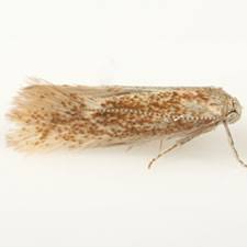 Attēlu rezultāti vaicājumam “Coleophoridae”