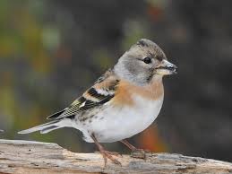 Attēlu rezultāti vaicājumam “Fringilla montifringilla”