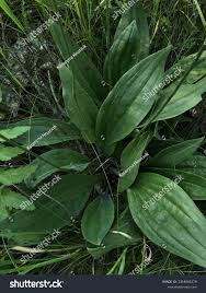 Attēlu rezultāti vaicājumam “Plantago media”