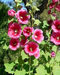 Attēlu rezultāti vaicājumam “Alcea rosea leaf”