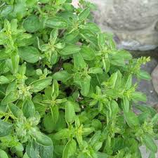 Image result for Origanum majorana