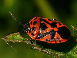 Attēlu rezultāti vaicājumam “Eurydema dominulus imago”