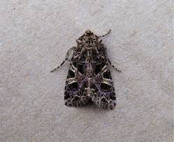 Attēlu rezultāti vaicājumam “Hadena rivularis”