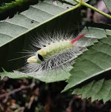 Attēlu rezultāti vaicājumam “Argyresthia albistria”