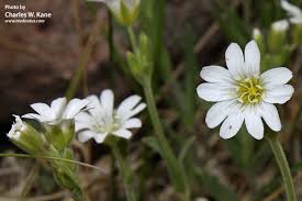 Attēlu rezultāti vaicājumam “Cerastium arvense”