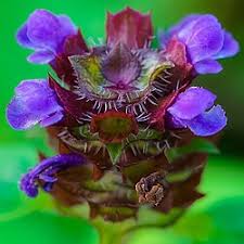 Attēlu rezultāti vaicājumam “Prunella vulgaris”
