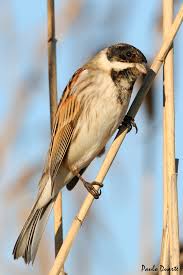 Attēlu rezultāti vaicājumam “Emberiza schoeniclus male”