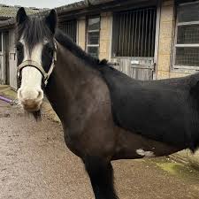 Image result for South Weylands Equestrian