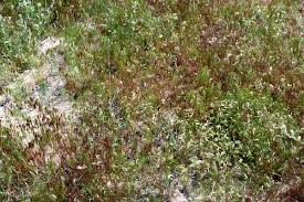 Attēlu rezultāti vaicājumam “Anisantha tectorum fruit”