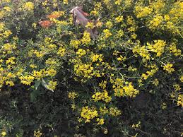 Attēlu rezultāti vaicājumam “Rorippa sylvestris leaf”