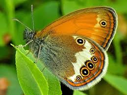 Attēlu rezultāti vaicājumam “Coenonympha arcania underside”
