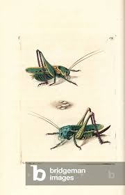 Attēlu rezultāti vaicājumam “Decticus verrucivorus”