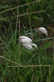 Attēlu rezultāti vaicājumam “Eriophorum latifolium leaf”