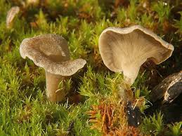 Attēlu rezultāti vaicājumam “Arrhenia spatulata”