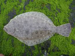 Image result for Paralichthys dentatus