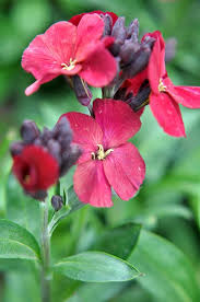 Image result for Cheiranthus cheiri