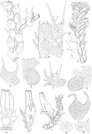 Attēlu rezultāti vaicājumam “Nowellia curvifolia”