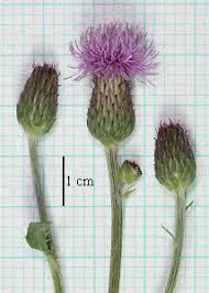 Attēlu rezultāti vaicājumam “Cirsium x rigens leaf”