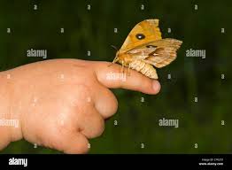 Attēlu rezultāti vaicājumam “Aglia tau”