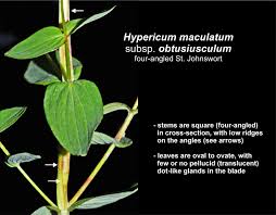 Attēlu rezultāti vaicājumam “Hypericum maculatum”