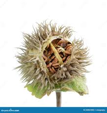 Attēlu rezultāti vaicājumam “Datura stramonium fruit”