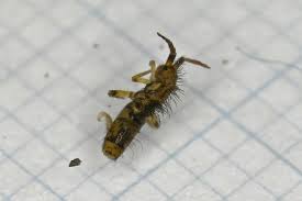 Attēlu rezultāti vaicājumam “Orchesella sp.”