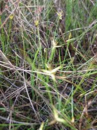 Attēlu rezultāti vaicājumam “Carex pauciflora”