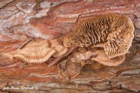 Attēlu rezultāti vaicājumam “Gloeophyllum abietinum”