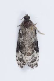 Attēlu rezultāti vaicājumam “Apotomis betuletana”