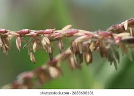 Attēlu rezultāti vaicājumam “Zea mays male flower”