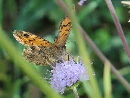Attēlu rezultāti vaicājumam “Lasiommata maera upperside”