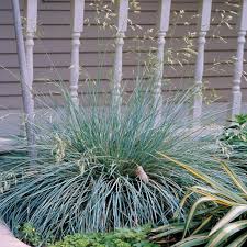 Attēlu rezultāti vaicājumam “Helictotrichon pratense leaf”