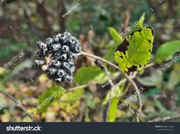 Attēlu rezultāti vaicājumam “Eleutherococcus sessiliflorus”