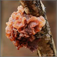 Attēlu rezultāti vaicājumam “Neocudoniella albiceps”