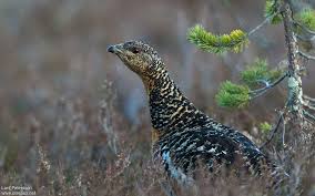 Attēlu rezultāti vaicājumam “Tetrao urogallus female”