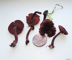 Attēlu rezultāti vaicājumam “Cortinarius sanguineus”