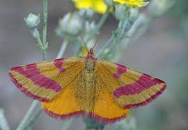 Attēlu rezultāti vaicājumam “Lythria cruentaria”