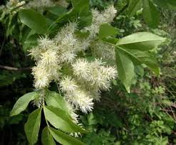 Attēlu rezultāti vaicājumam “Fraxinus excelsior flower”