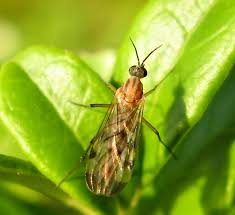 Attēlu rezultāti vaicājumam “Rabdophaga degeeri”