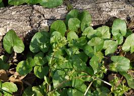 Attēlu rezultāti vaicājumam “Ficaria verna”