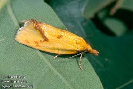 Attēlu rezultāti vaicājumam “Agapeta hamana”