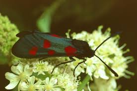 Attēlu rezultāti vaicājumam “Zygaena lonicerae”