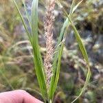 Attēlu rezultāti vaicājumam “Calamagrostis purpurea fruit”