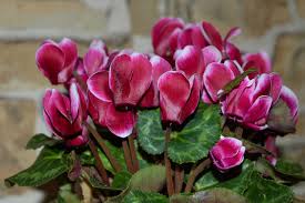 Image result for Cyclamen persicum